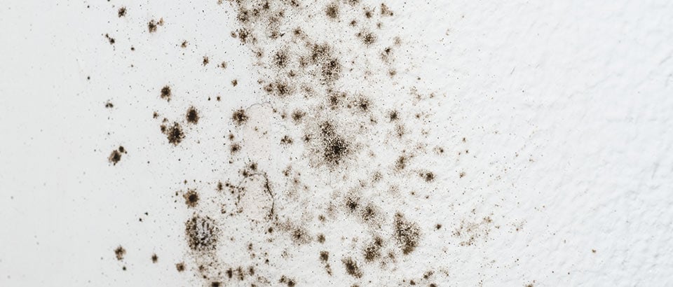 Allergens at home - Mold