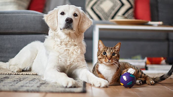 Alergen yang ada di rumah